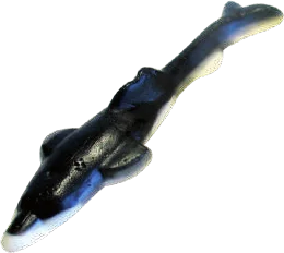 Tiburón Grande Jelly